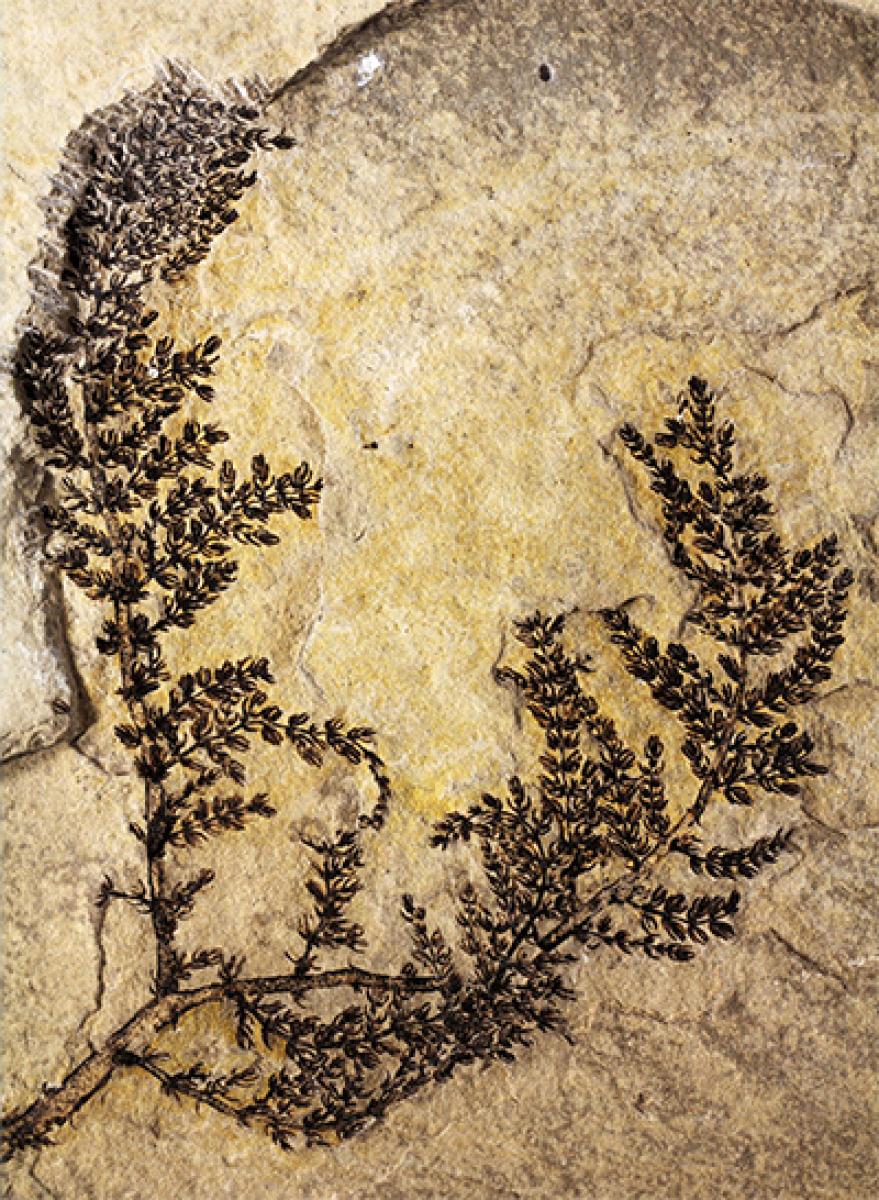 130 mn year old mythical first flower identified